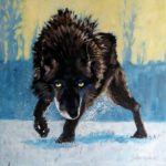 Le loup noir sauvage. 60x60cm